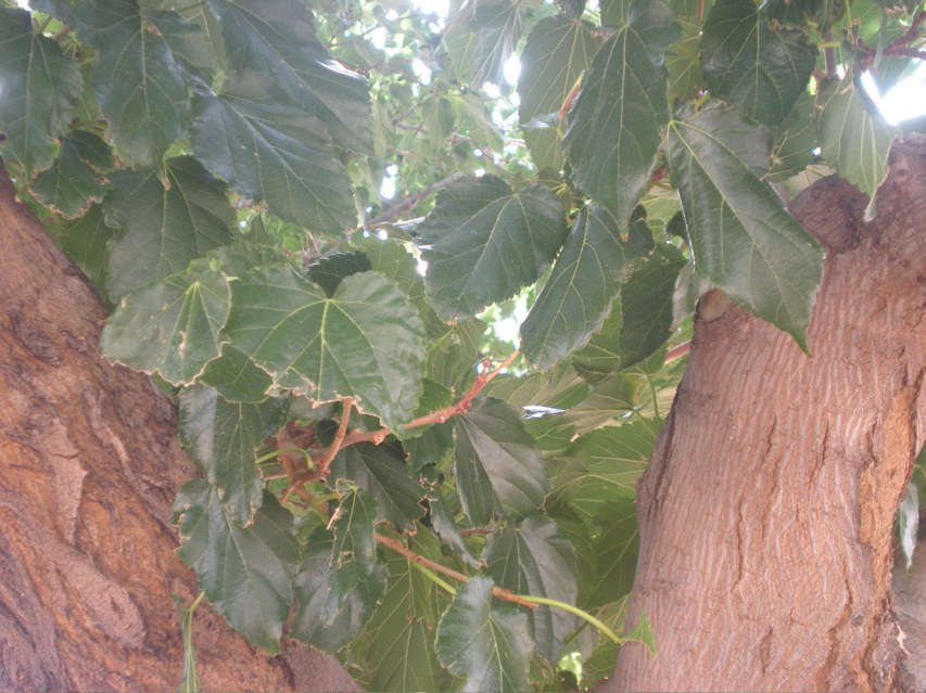 DSCN2739