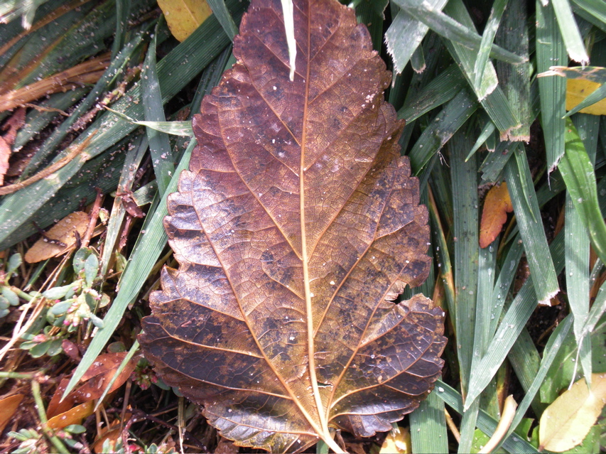 DSCN1952