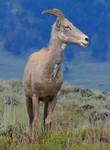 BigHornSheep