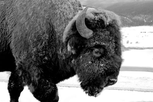 Buffalo P1290258 20x30 2