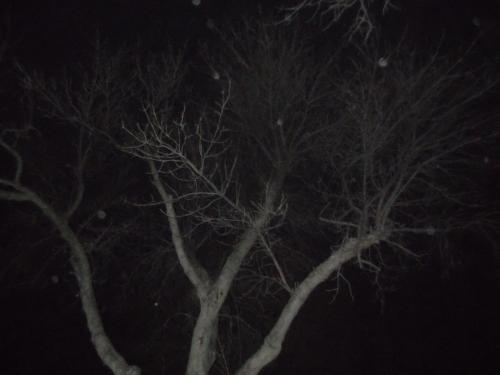 DSCN0255