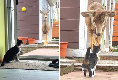 Milly 4x6 front 11 2023 2