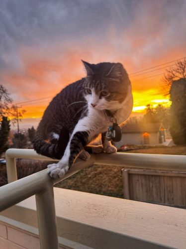 Milly SunsetRailing